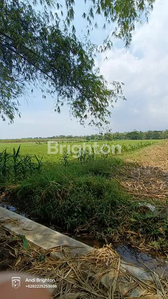 image LAHAN SAWAH SIAP PAKAI DI KERTOREJO JOMBANG (7)