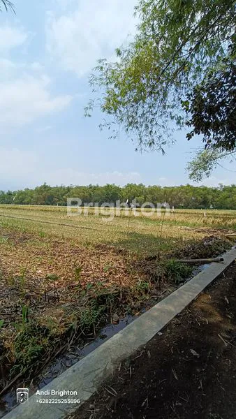 image LAHAN SAWAH SIAP PAKAI DI KERTOREJO JOMBANG (1)