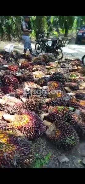 image JUA LAHAN SAWIT DI LANGKAT 120 HA (3)