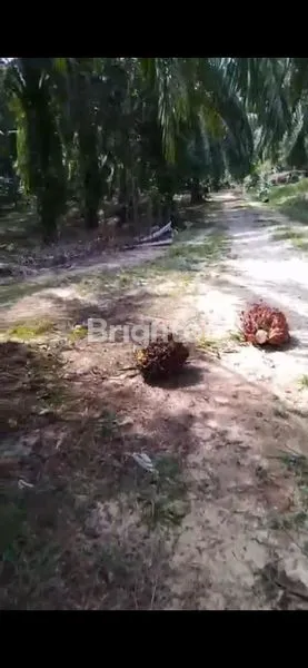 image JUA LAHAN SAWIT DI LANGKAT 120 HA (2)