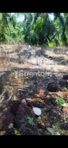 image JUA LAHAN SAWIT DI LANGKAT 120 HA (4)