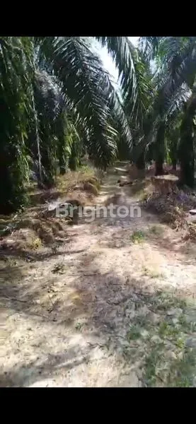 JUA LAHAN SAWIT DI LANGKAT 120 HA