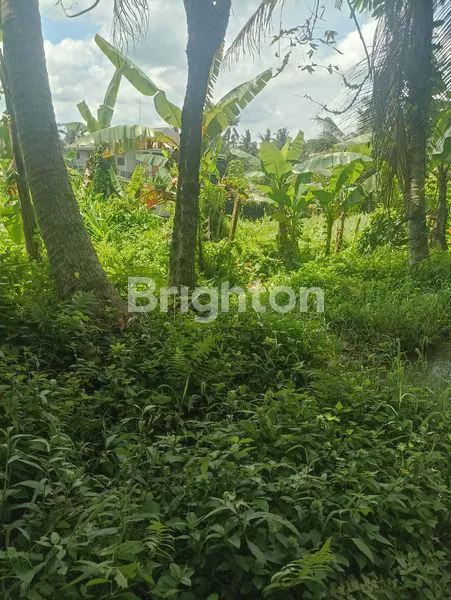 image TANAH COCOK UNTUK VILLA KOMERSIL DGN VIEW SAWAH DAN HUTAN (5)