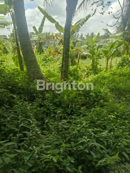 image TANAH COCOK UNTUK VILLA KOMERSIL DGN VIEW SAWAH DAN HUTAN (7)