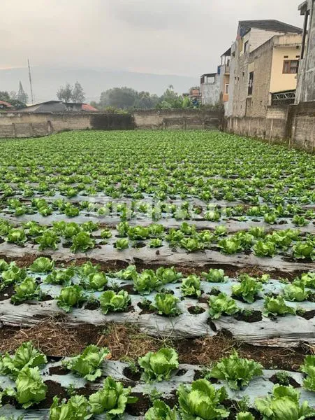 image KAVLING MAINROAD CI JERUK (5)