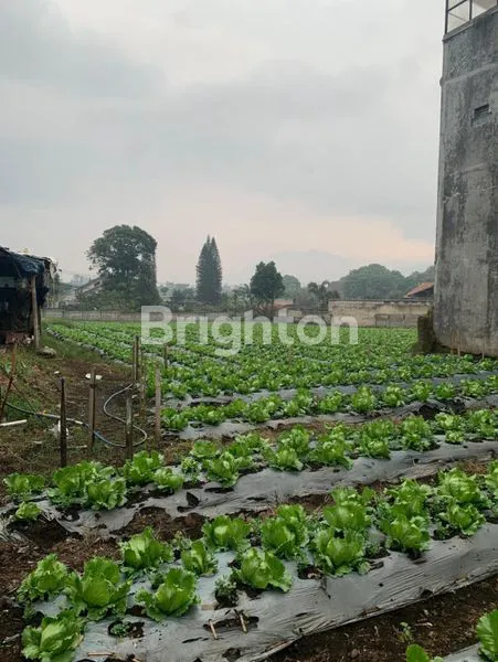 image KAVLING MAINROAD CI JERUK (3)