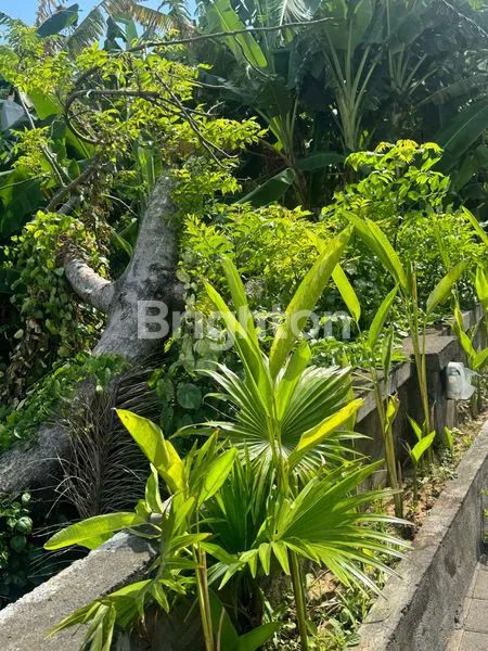 image TANAH DI KONTRAKAN (3)