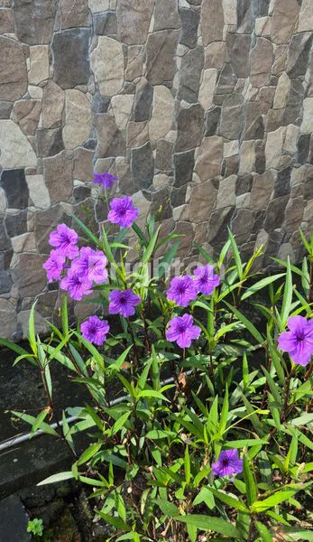 image GRAND SEMANGGI RESIDENCE SURABAYA (5)