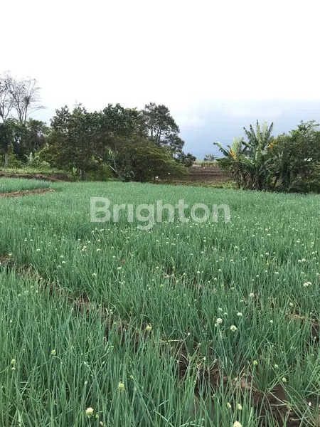 image TANAH MURAH DI BEJI KOTA BATU DEKAT DENGAN JATIMPARK 3 (7)