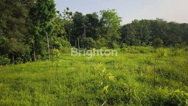 DIJUAL LAHAN PERTANIAN SUBANG