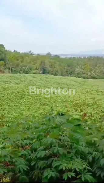 image TANAH VIEW GUNUNG CISARUA BOGOR (2)