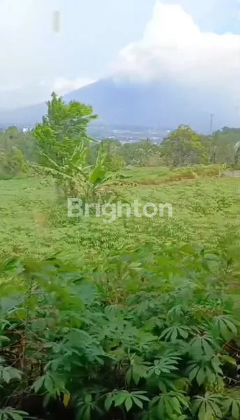 TANAH VIEW GUNUNG CISARUA BOGOR