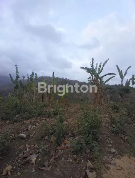 image TANAH PREMIUM 4780M² VIEW PERBUKITAN KULON PROGO, DEKAT GOA MARIA (2)