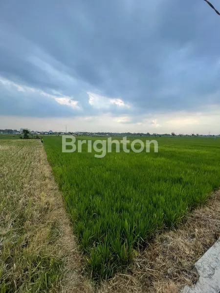 image SAWAH UNTUK INVESTASI (4)
