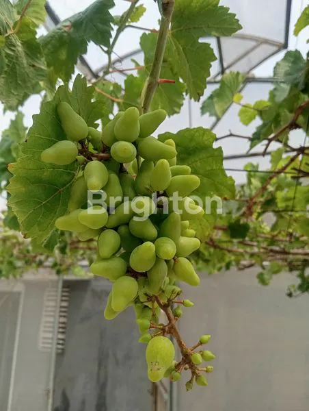 image RUMAH 7 LANTAI BONUS KEBUN ANGGUR (8)