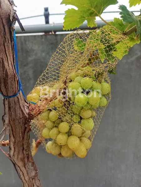 image RUMAH 7 LANTAI BONUS KEBUN ANGGUR (6)