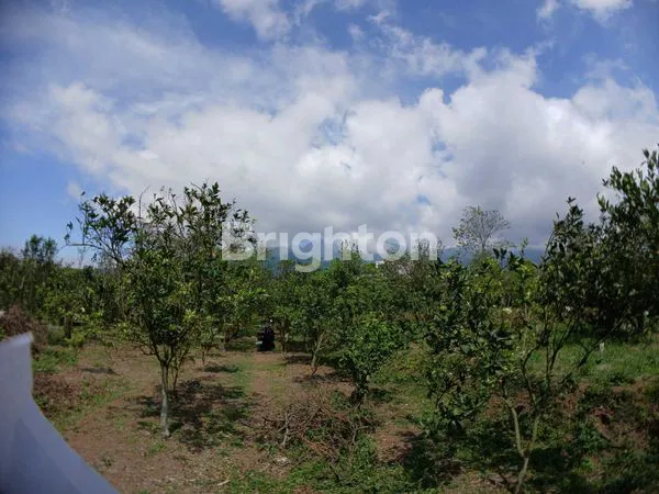 image TANAH LUAS DI DAU MALANG (1)