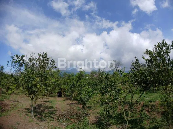 image TANAH LUAS DI DAU MALANG (5)