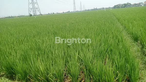 image TANAH SAWAH  SUBUR PRODUKTIF DAN PANEN DI CILEUNYI (4)