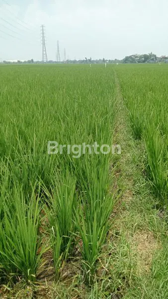 image TANAH SAWAH  SUBUR PRODUKTIF DAN PANEN DI CILEUNYI (3)