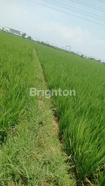 image TANAH SAWAH  SUBUR PRODUKTIF DAN PANEN DI CILEUNYI (2)
