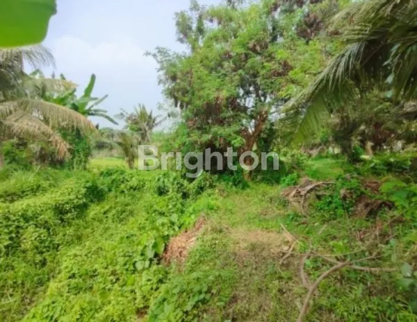 image TANAH KAVLING STRATEGIS DI SABA GIANYAR (HANYA 6 UNIT) – COCOK UNTUK VILLA & INVESTASI JANGKA PANJANG (1)