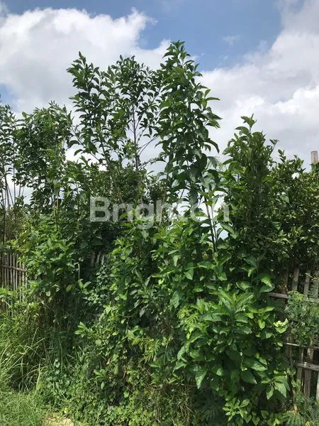 image TANAH MURAH DEKAT KAMPUS UNIVERSITAS MUHAMMADIYAH MALANG (8)