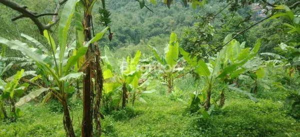 image DI JUAL TANAH 8,5 HA PERKEBUNAN PRODUKTIF – CIANJUR TAPAL KUDA (2)