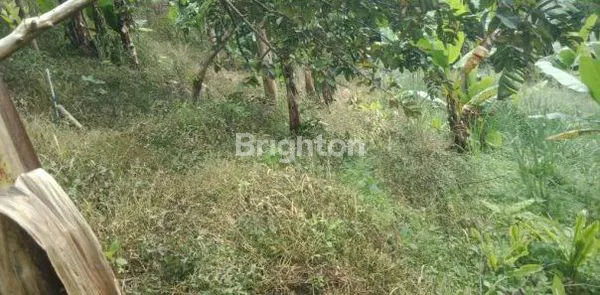 image DI JUAL TANAH 8,5 HA PERKEBUNAN PRODUKTIF – CIANJUR TAPAL KUDA (3)