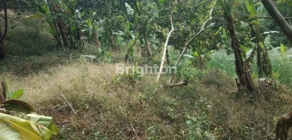 image DI JUAL TANAH 8,5 HA PERKEBUNAN PRODUKTIF – CIANJUR TAPAL KUDA (4)