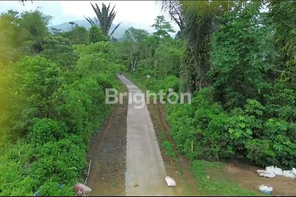image LAHAN PERKEBUNAN DUREN DI BALI (1)