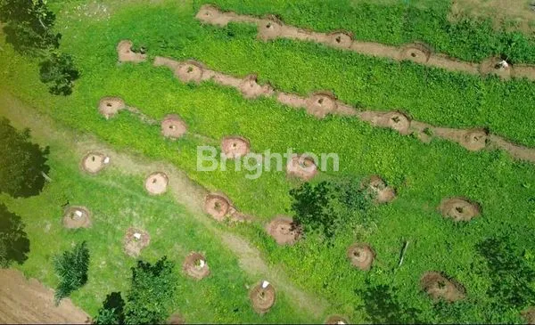 image LAHAN PERKEBUNAN DUREN DI BALI (4)
