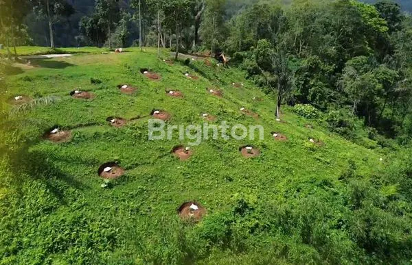 image LAHAN PERKEBUNAN DUREN DI BALI (5)
