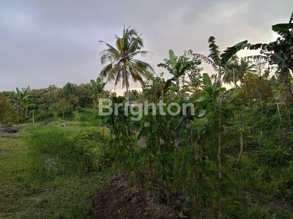image SAWAH LD 40 METER DI PAKEM AREA CAFE, VILA, DESA WISATA (6)