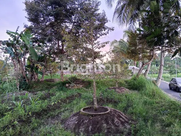 image SAWAH LD 40 METER DI PAKEM AREA CAFE, VILA, DESA WISATA (5)