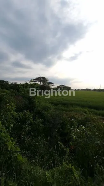 image TANAH BANJARSARI GRESIK (4)