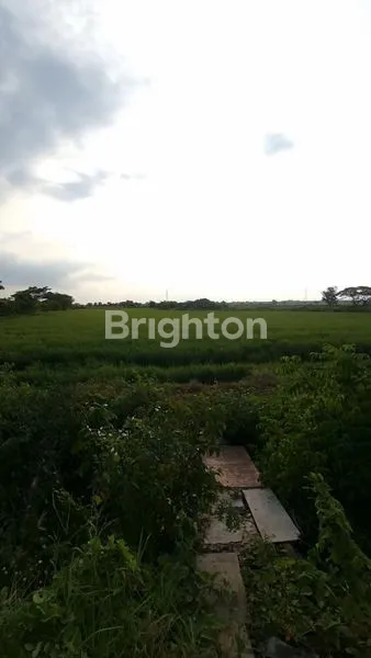 image TANAH BANJARSARI GRESIK (3)