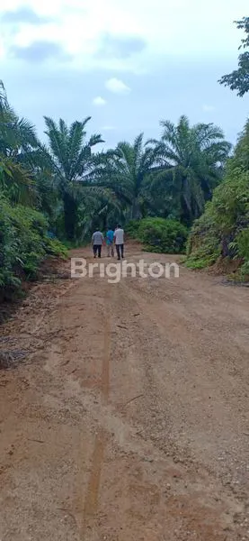 JUAL LAHAN SAWIT 300 HA