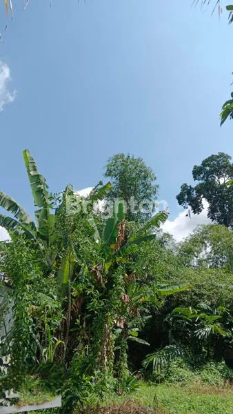 image \UD83C\UDDEC\UD83C\UDDE7 FOR SALE – 60 ARE LAND IN TABANAN, NEAR BADUNG & MENGWI BORDER (4)