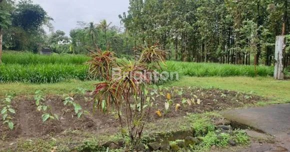 image TANAH PREMIUM 10.098 M² DI TUREN, AKSES JALAN ASPAL SHM (2)