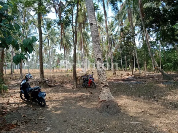 image LAHAN POTENSIAL 2203M² BONUS 25 POHON KELAPA DI NATAR (1)