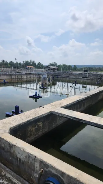 image TAMBAK UDANG KOMERSIAL LENGKAP FASILITAS DI SIDOMULYO (3)