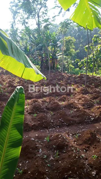 image LAHAN KOSONG COCOK UNTUK AMP, KARANGJATI UNGARAN  (2)