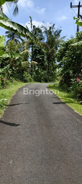 image TANAH SELUAS 1 HA AKSES JALAN SUDAH ASPAL DI TABANAN (3)