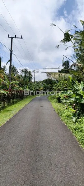 image TANAH SELUAS 1 HA AKSES JALAN SUDAH ASPAL DI TABANAN (4)