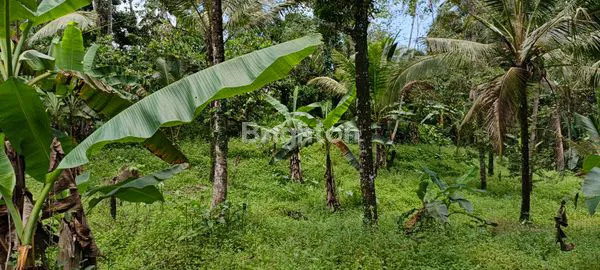 image TANAH SELUAS 1 HA AKSES JALAN SUDAH ASPAL DI TABANAN (2)