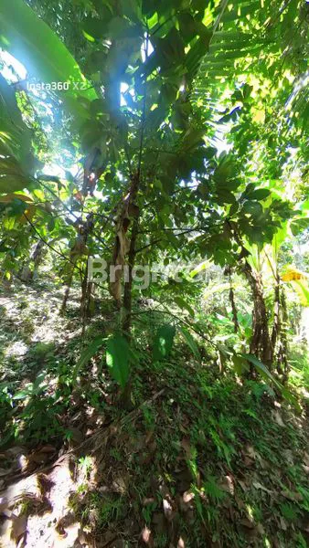 image TANAH SELUAS 9500M² DI SELEMADEG TABANAN (2)