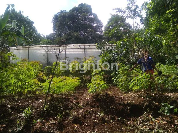 image DIJUAL MURAH TANAH KAVLING DI CIAMPEA BOGOR (8)