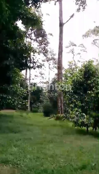image KEBUN BUAH 25.000M² DI BOGOR BARAT, HARGA MENARIK + VILLA (4)