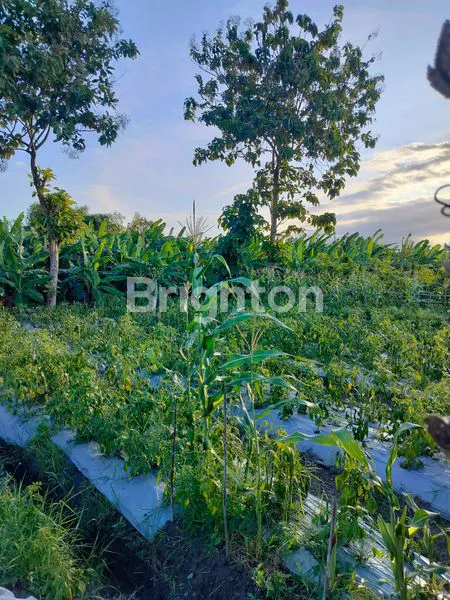 image TANAH KAPLING SHM SIAP BANGUN DI SOBO BANYUWANGI  (1)
